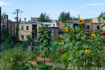 Sunflowers in Planters at a Community Garden in University Village in Chicago
