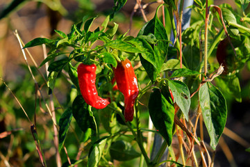 Red ripe Chili pepper in the field