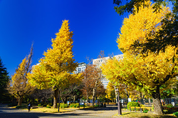 Naklejka premium 日本の秋・冬のイメージ：黄金色に染まるイチョウの木と師走の青空のコントラストが美しい季節の風景