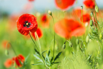 Roter Klatschmohn blüht auf einem Feld in Bayern