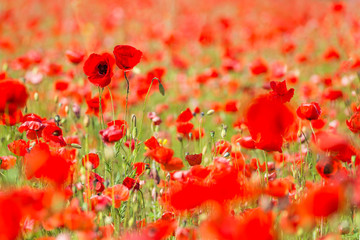 Roter Klatschmohn blüht auf einem Feld in Bayern
