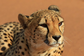 Gepard