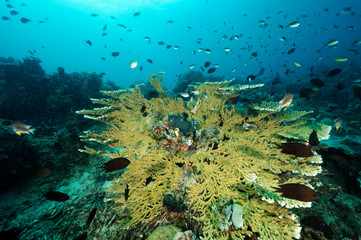 Fototapeta na wymiar Reef scenic with Acropora coral and Philippines chromis, Chromis scotochiloptera, Sulawesi Indonesia.
