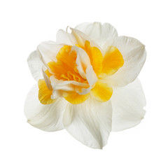 Fototapeta na wymiar Daffodil flower isolated on white background.