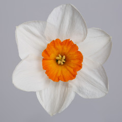 Daffodil flower isolated on gray background.
