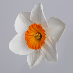 Daffodil flower isolated on gray background.