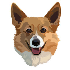 vector illustration of a Corgi dog face