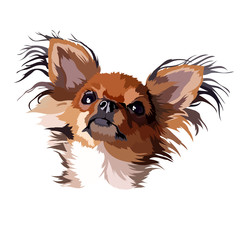 chihuahua dog longhair vector illustration