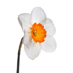 Daffodil flower isolated on white background.