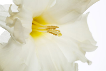 Fototapeta na wymiar Delicate daffodil flower Isolated on a white background.