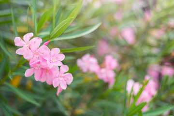 Pink flower bushes blooming, Soft focus, Close-up, Copy-space.