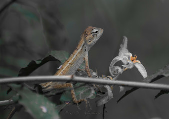 lizard on tree
