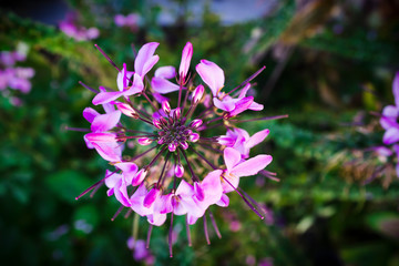 Blütenstand der Spinnenblume Tarenaya hassleriana mit rosa Blütenblättern