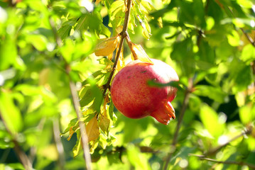 Grenades, fruits, Punica Granatum
