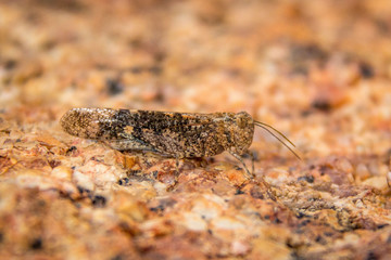 Close up of a perfectly camouflaged grasshopper on a stone, Erongo, Namibia, Africa