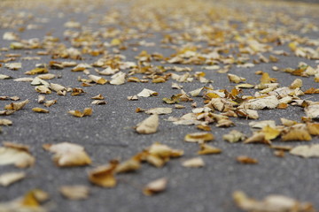 Multicolour pattern of autumn leaves