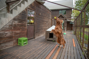 ペンショングスベリー