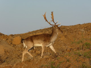 Fallow Deer Männchen