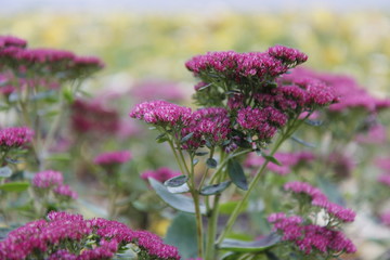 Fototapeta premium Autumn flowers in flowerbed in Moscow, October