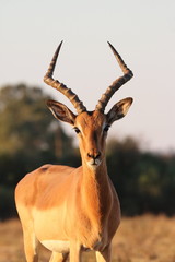 Impala Männchen