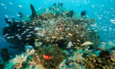 Reef scenic with spinecheek anemonefish, Premnas bieculatus, Bangka Island Sulawesi Indonesia.