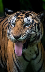 Fototapeta na wymiar Male tiger snarling dramatic pose