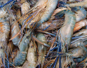 Fresh raw shrimps as background