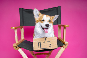 cute dog welsh pembroke corgi sits on a black director’s armchair with a cardboard plate and like...