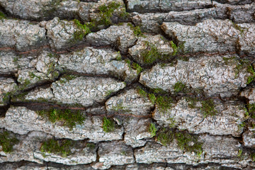 Tree bark closeup. Texture background