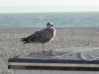 Juvenile European herring gull, Larus argentatus, looking at us on the roof of a beach hut