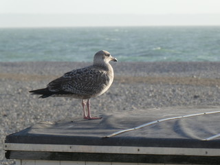 Nice juvenile European herring gull, Larus argentatus, watching the sea on the roof of a beach hut