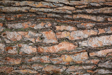 Tree bark closeup. Texture background