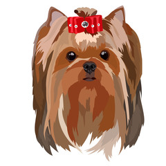 Head of a small dog Yorkshire Terrier vector