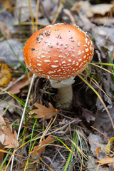 Toxic and hallucinogen mushroom Fly Agaric in grass on autumn forest background. Red poisonous Amanita Muscaria fungus macro close up in natural environment. Inspirational natural fall landscape