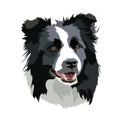 Vector illustration of a Border Collie dog head