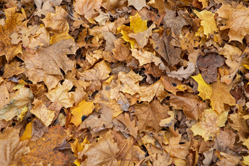 Bright background made of fallen autumn leaves
