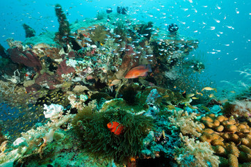 Fototapeta na wymiar Reef scenic with spinecheek anemonefish, Premnas bieculatus, Bangka Island Sulawesi Indonesia.