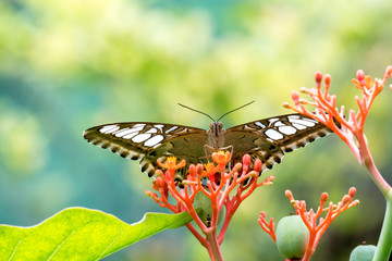 Close up view of a brown butterfly is pollinating flower