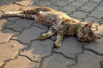 Lazy cat lying on the cement floor