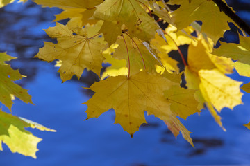 yellow maple leaves on a background of blue water