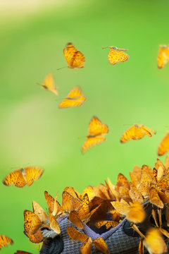 Small Leopard Butterflies feed on hiking shoe.