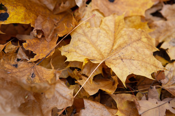 Bright background made of fallen autumn leaves