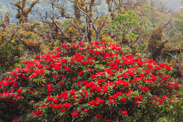 Blooming Rhododendron forest in autumn.