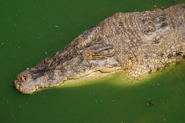 Big crocodile in green river water