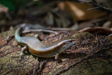 Skink on the forest floor