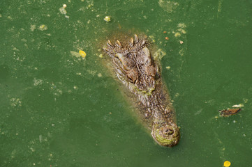 Big crocodile in green river water
