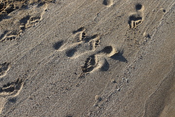 footprints in the sand on the shores of the Mediterranean Sea in the north of Israel
