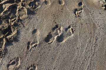 footprints in the sand on the shores of the Mediterranean Sea in the north of Israel