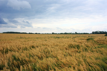 Field of ripe ears of wheat