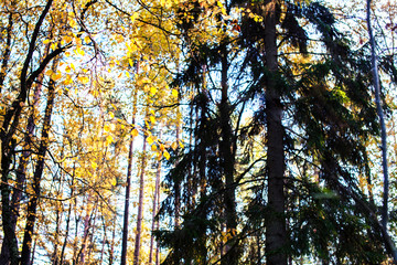 outdoor landscape seasonal, golden autumn wild forest
